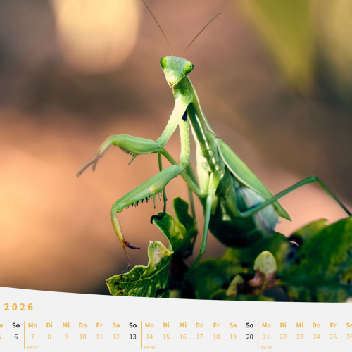 Kalenderblatt September 2026 - Bild einer Gottesanbeterin
