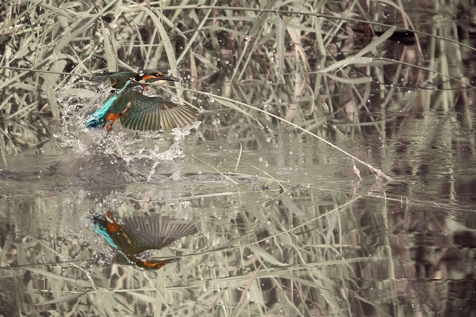 Ein Eisvogel kurz nach dem Auftauchen aus dem Wasser mit einem kleinen Fisch im Schnabel
