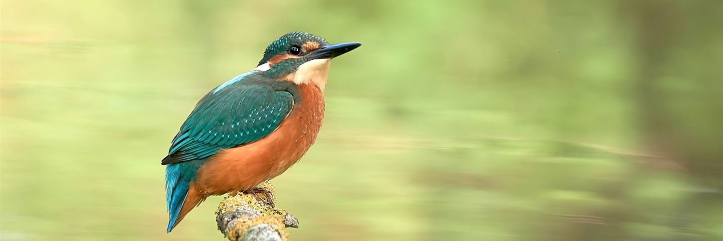 Ein Eisvogel am Ansitz, im Hintergrund verschwommenes, grünes Wasser