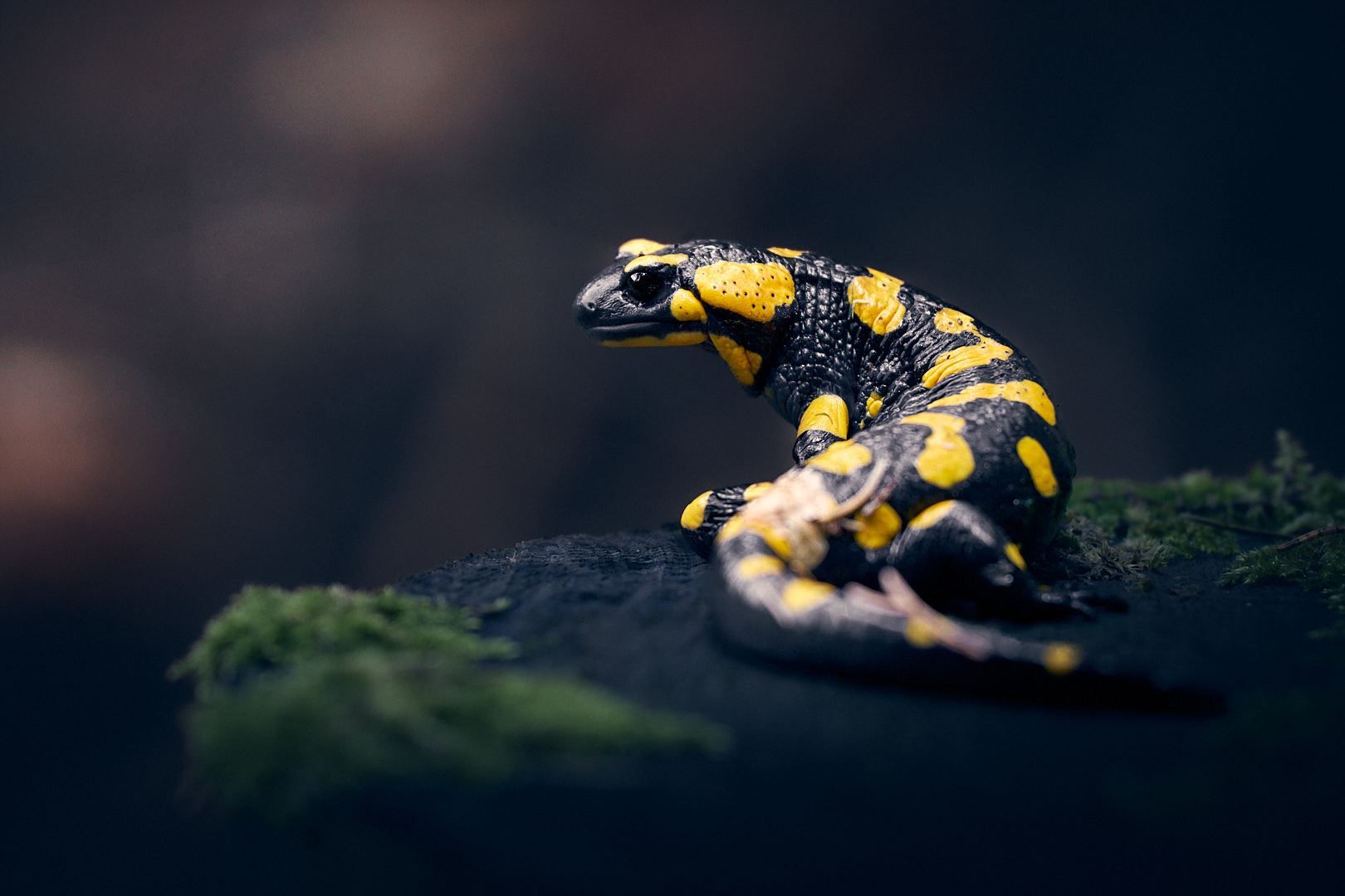 Ein Feuersalamander im Wald, auf einem Baustumpf sitzend.