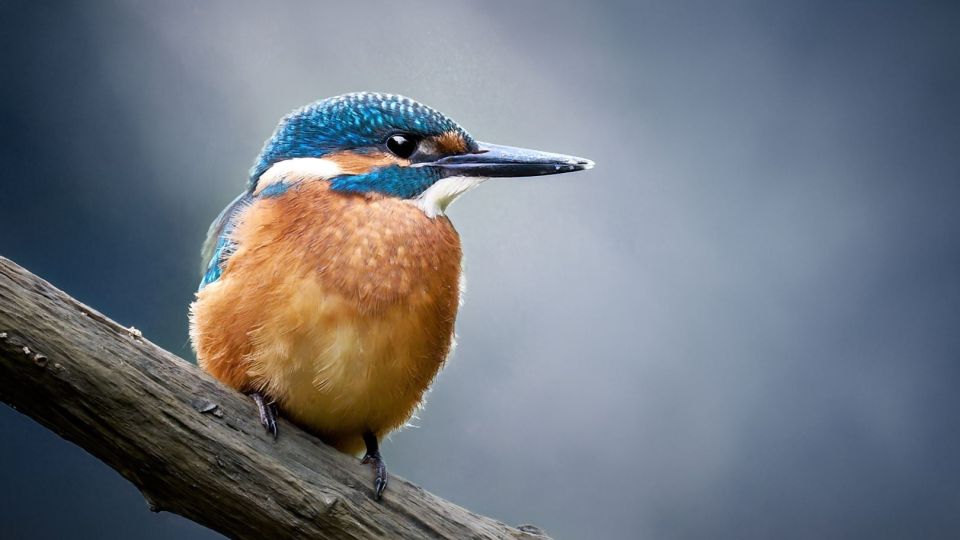 Ein lauernder Eisvogels am Ast vor blauem Hintergrund.