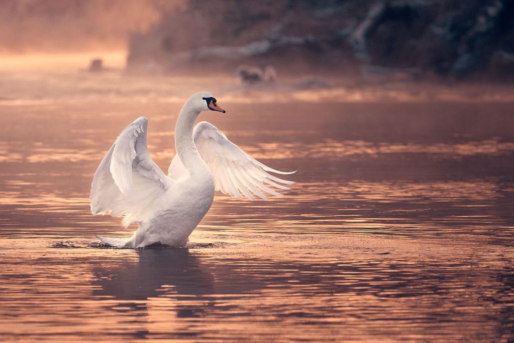Ein Höckerschwan am Fluss im ersten Morgenlicht mit gespreizten Flügeln.
