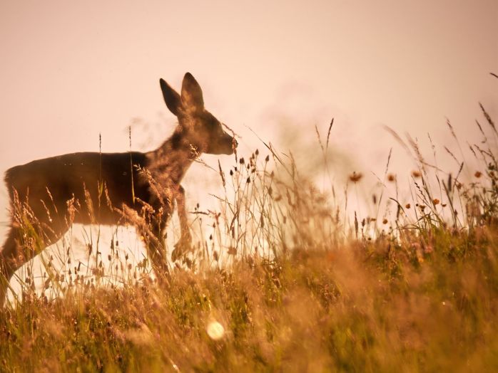 Ein Rehkitz in der Wiese vor der untergehenden Sonne.