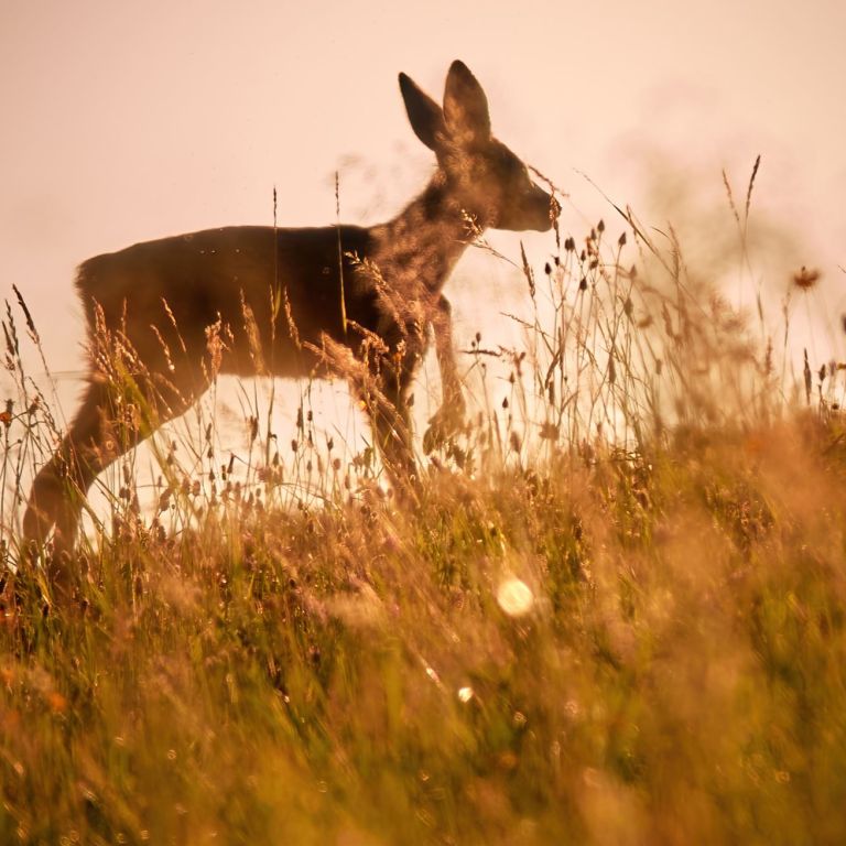 Ein Rehkitz in der Wiese vor der untergehenden Sonne.