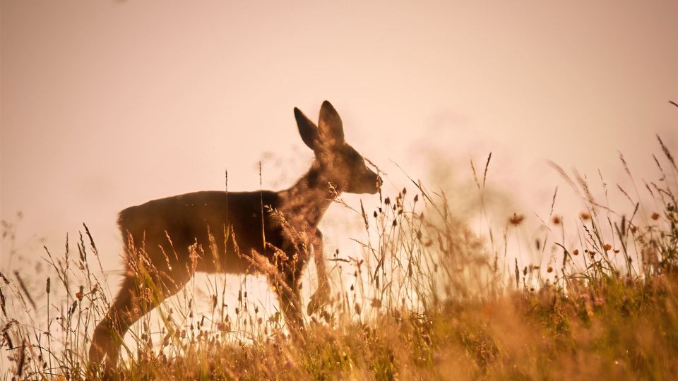 Ein Rehkitz in der Wiese vor der untergehenden Sonne.