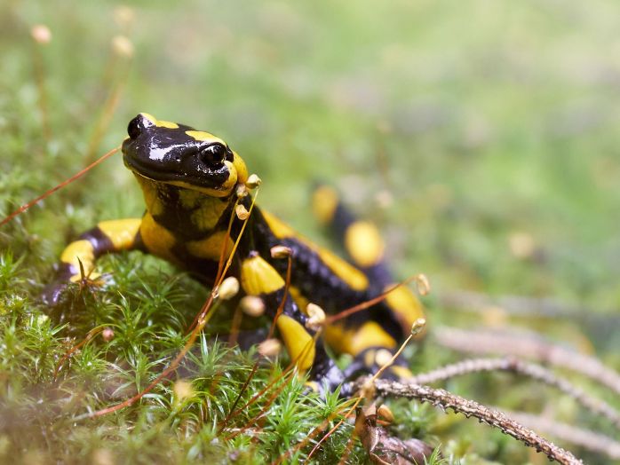 Ein Feuersalamander im Wald der auf Moos sitzt.