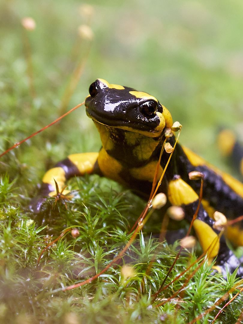 Ein Feuersalamander im Wald der auf Moos sitzt.