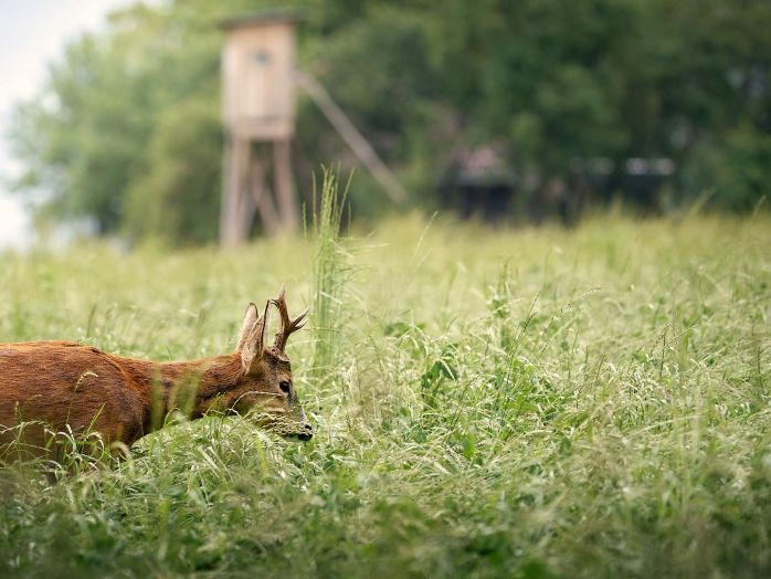 Ein Rehbock im grünen Feld vor einem Hochstand.
