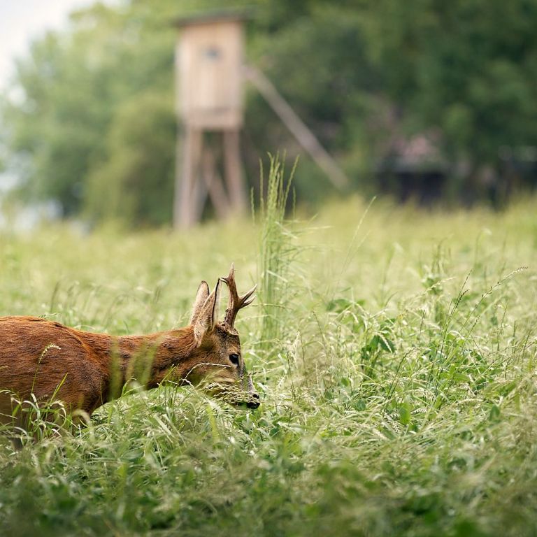 Ein Rehbock im grünen Feld vor einem Hochstand.