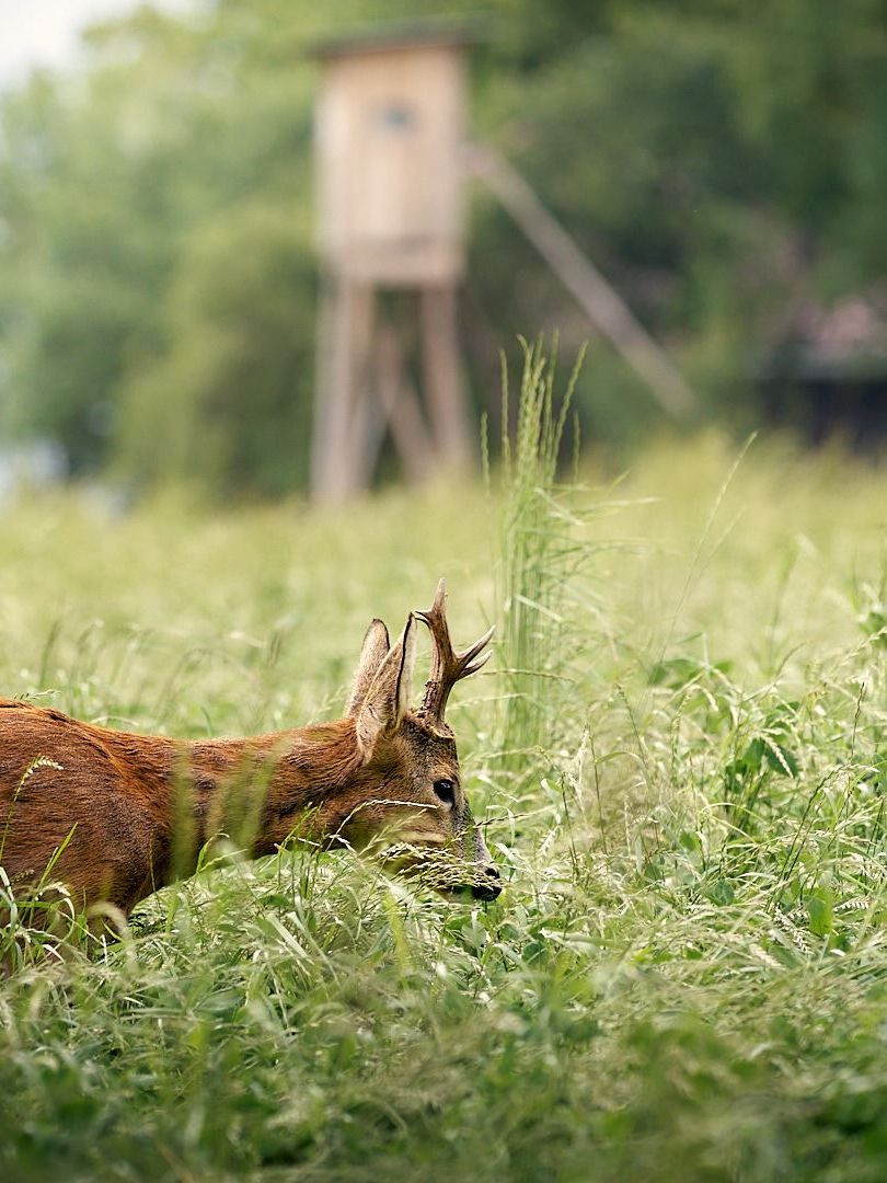 Mensch und Natur - Bild von Jakob Günther Ein Rehbock im grünen Feld vor einem Hochstand.