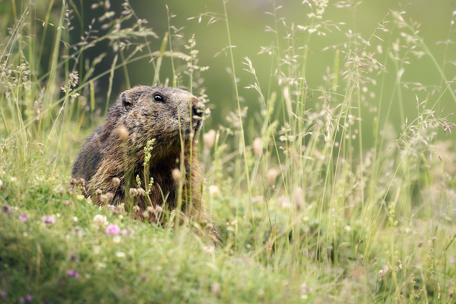 Ein Alpenmurmeltier umgeben von Gräsern der Almwiese.