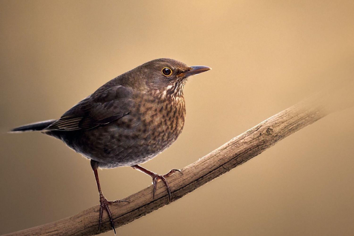 Bildbearbeitung einer Amsel - Ansicht nachher