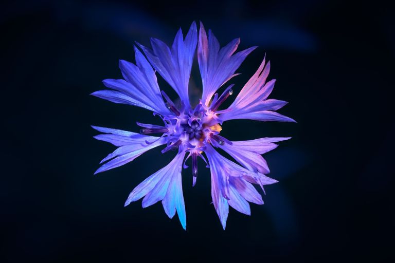 Kornblume - Stack aus 50 Einzelbilder