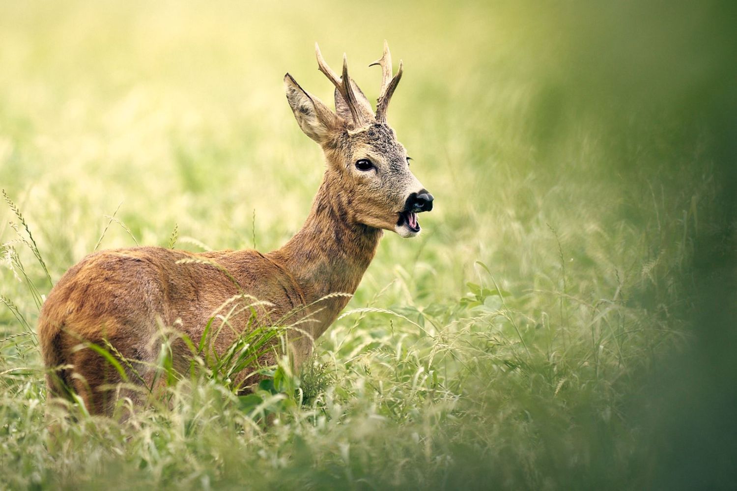 Ein Rehbock im hohen, grünen Gras einer Wiese.