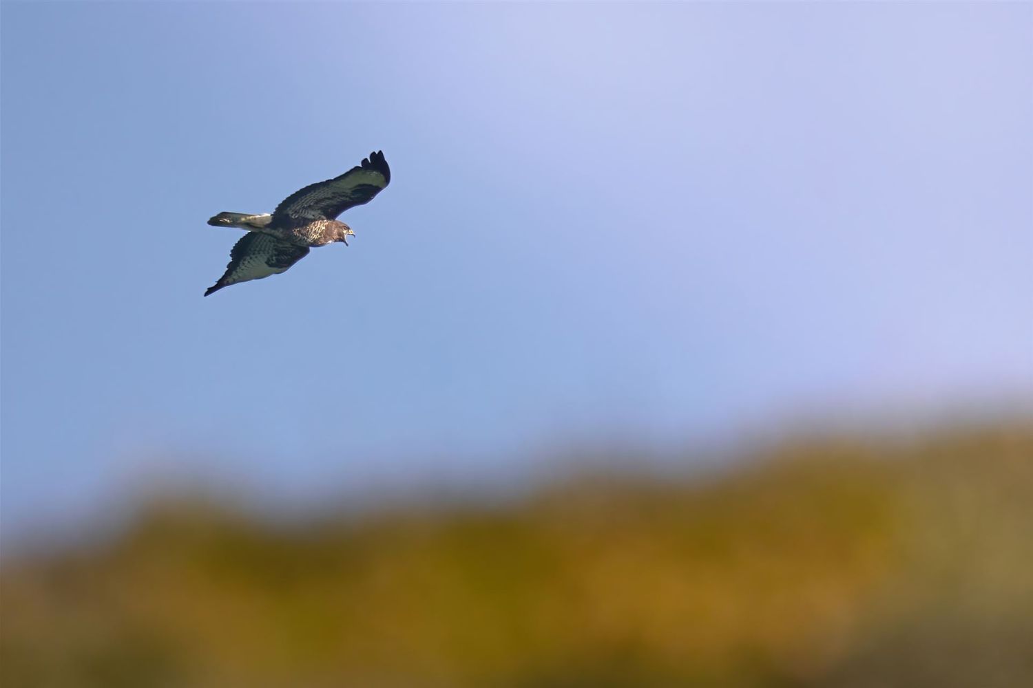 Mäusebussard im Flug