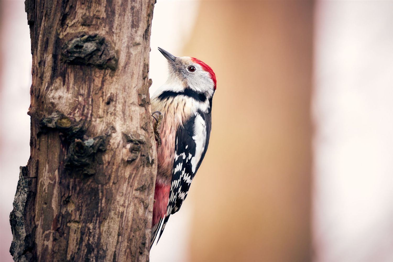 Ein Mittelspecht sitzt auf einem alten Baum.