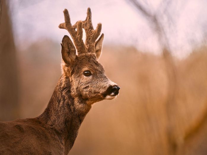 Porträt eines Rehbocks im Wald