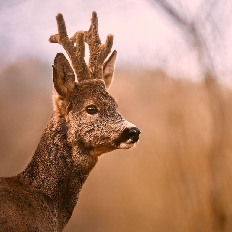 Porträt eines Rehbocks im Wald
