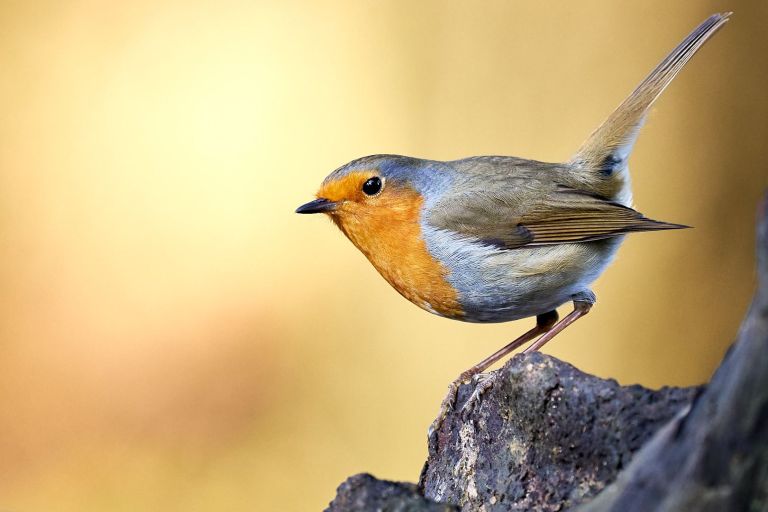 Ein Rotkehlchen im Wald auf einem Baumstumpf.
