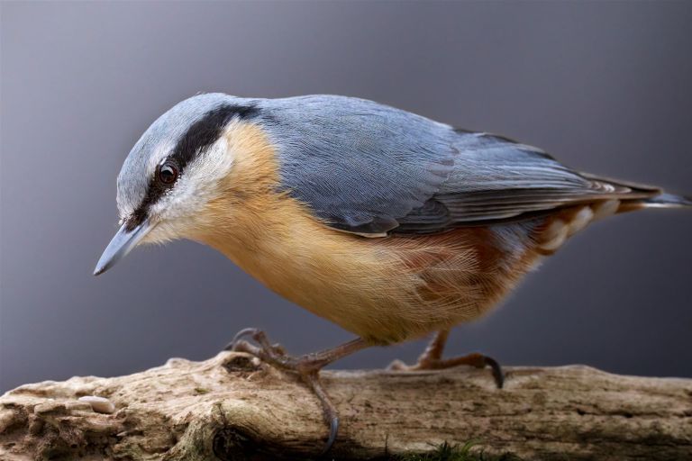 Ein Kleiber auf altem Holz
