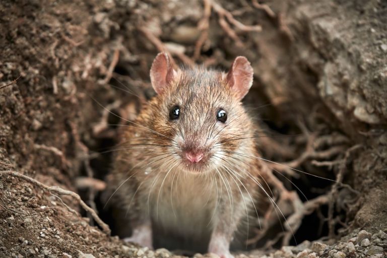 Eine Wanderratte vor ihrem Bau.