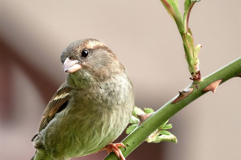 Haussperling Weibchen auf einer Rose