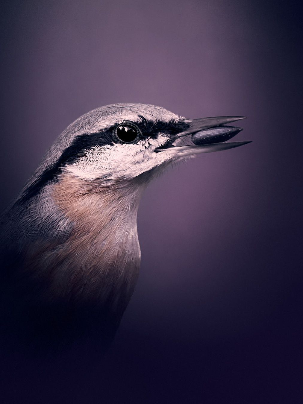 Ein Kleiber mit Sonnenblumenkern im Schnabel, vor violetten Hintergrund.