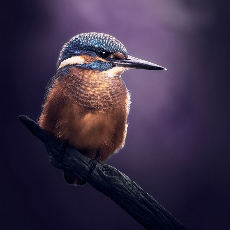 Eisvogel auf einem Ast mit violetten Hintergrund.