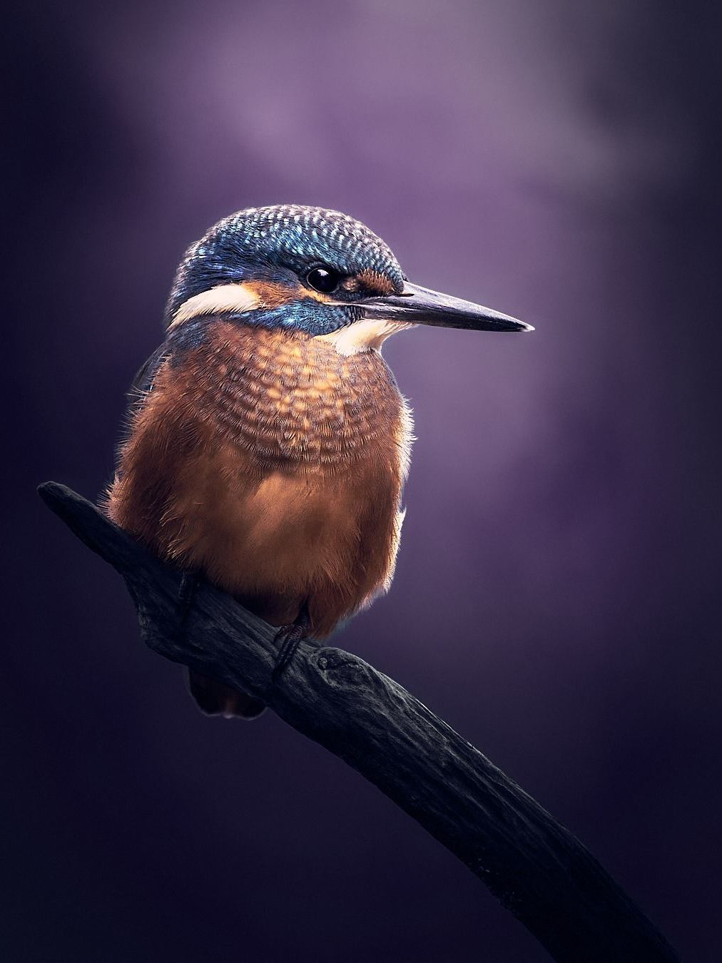 Eisvogel auf einem Ast mit violetten Hintergrund.
