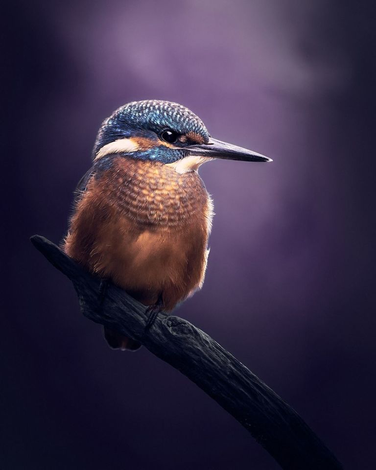 Eisvogel auf einem Ast mit violetten Hintergrund.