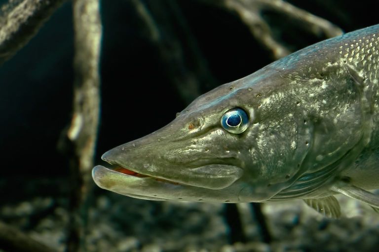 Ein Hecht im Wasser.