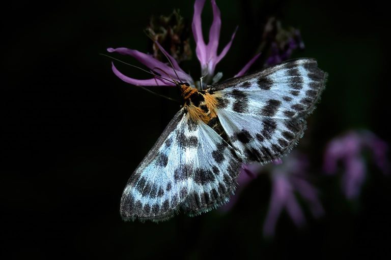 Ein Brennesselzünsler auf einer Lichtnelke.