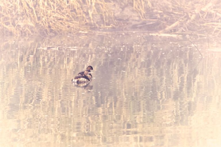 Ein Zwergtaucher Paar schwimmt im von Nebel umgebenen Fluss.