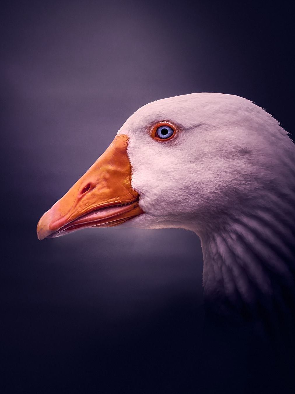 Nahaufnahme einer Gans mit blauen Augen, vor einem sanften violetten Hintergrund.