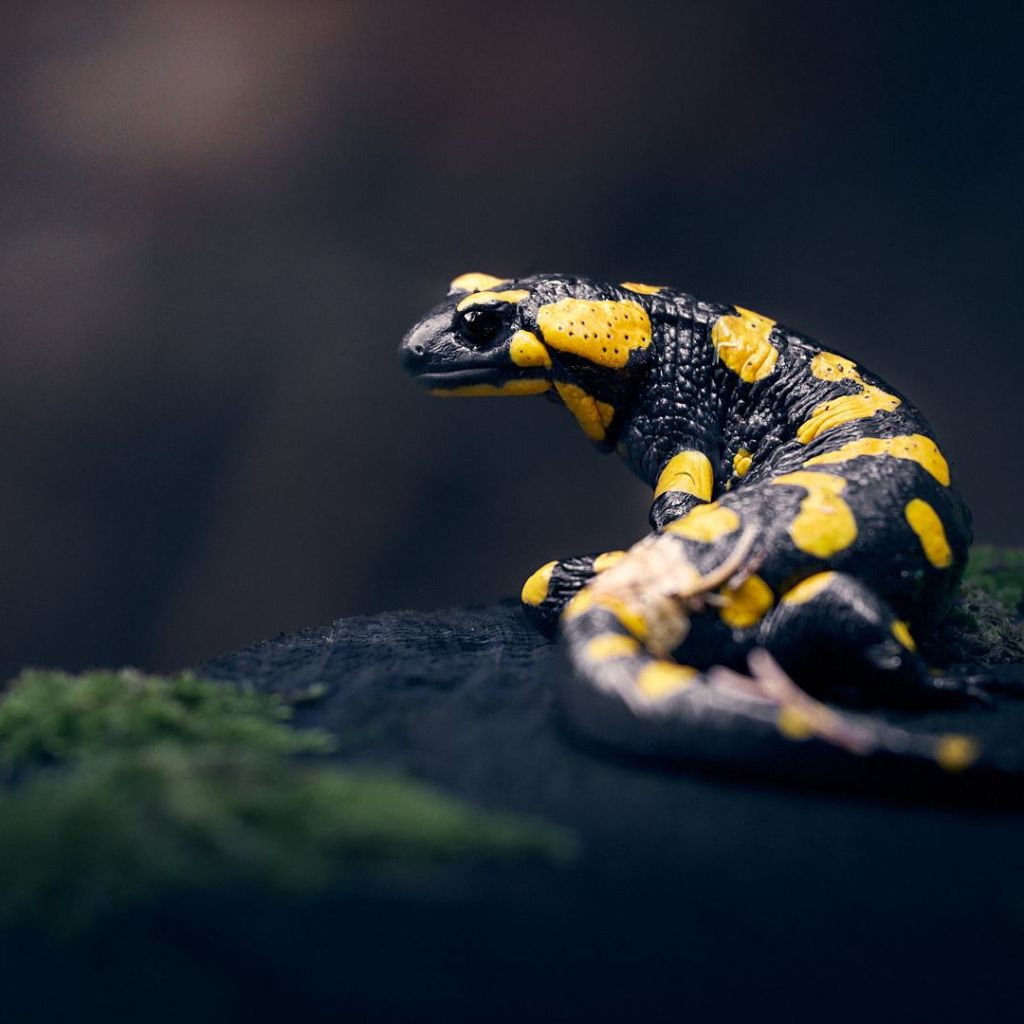Ein Feuersalamander auf einem Baumstumpf.