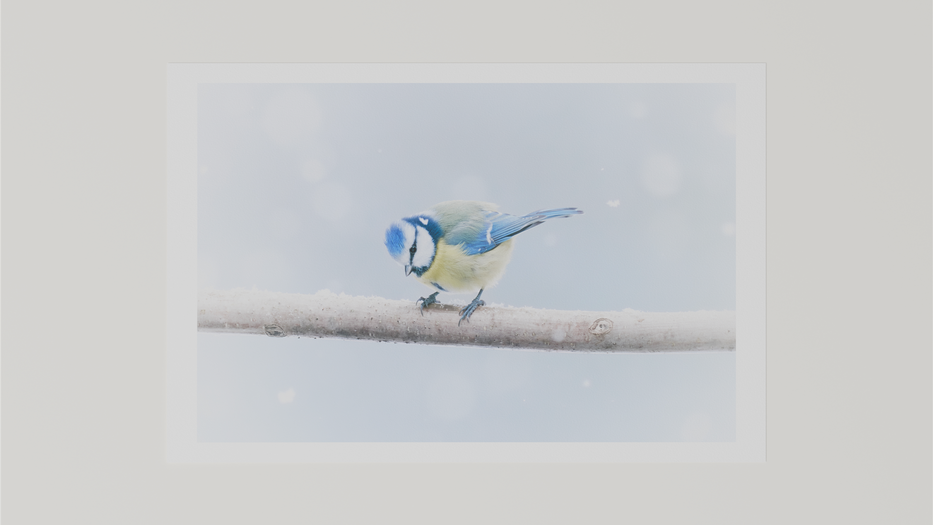 Render eines Fine Art Prints mit dem Motiv einer Blaumeise im Schneegestöber