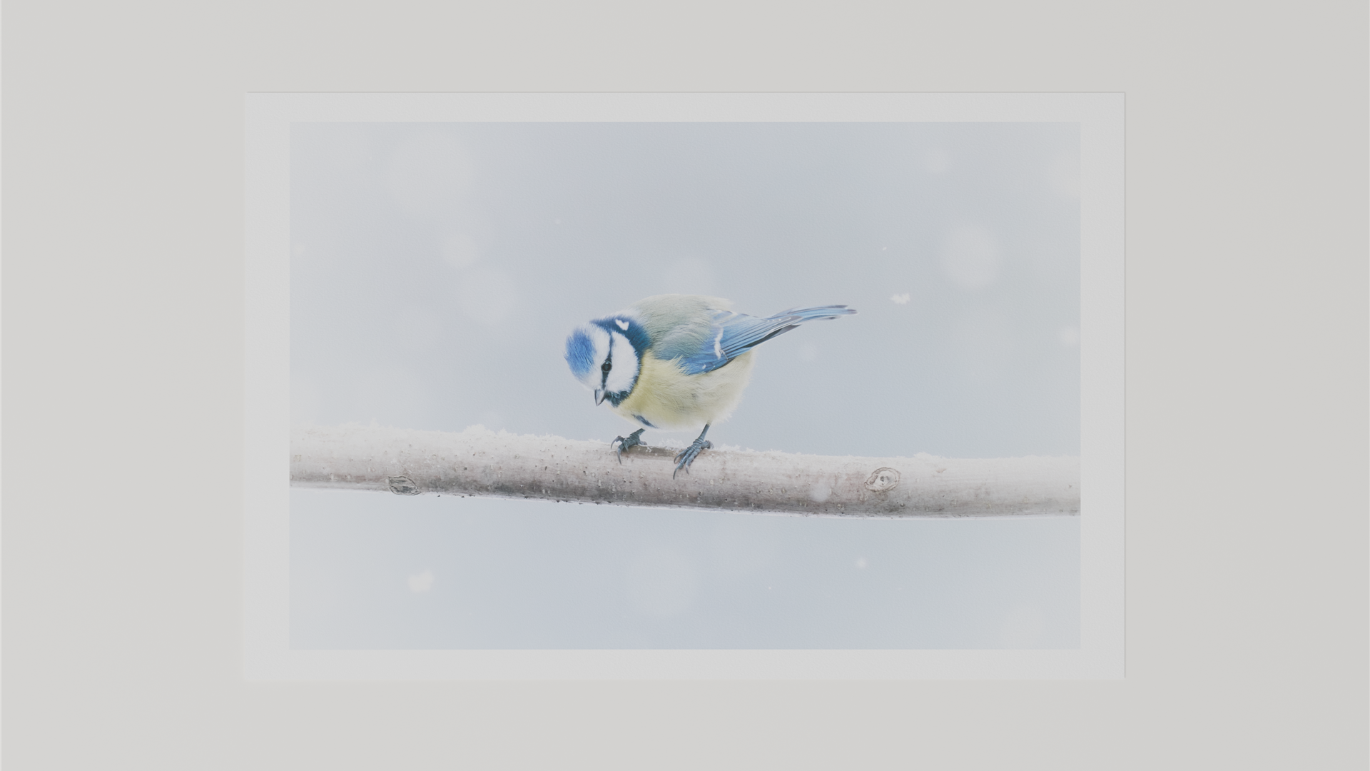 Render eines Fine Art Prints mit dem Motiv einer Blaumeise im Schneegestöber