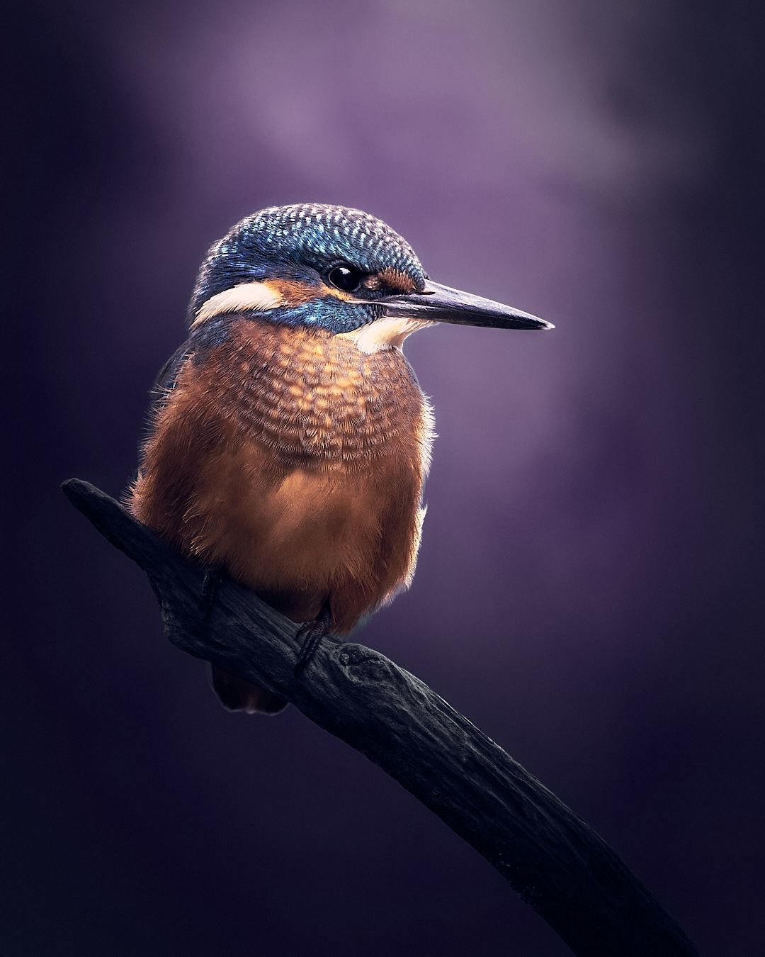 Eisvogel auf einem Ast mit violetten Hintergrund.