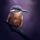 Eisvogel auf einem Ast mit violetten Hintergrund.