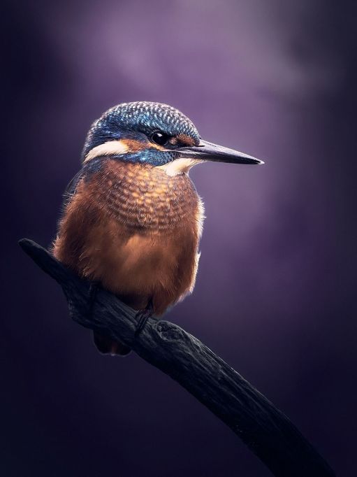 Eisvogel auf einem Ast mit violetten Hintergrund.