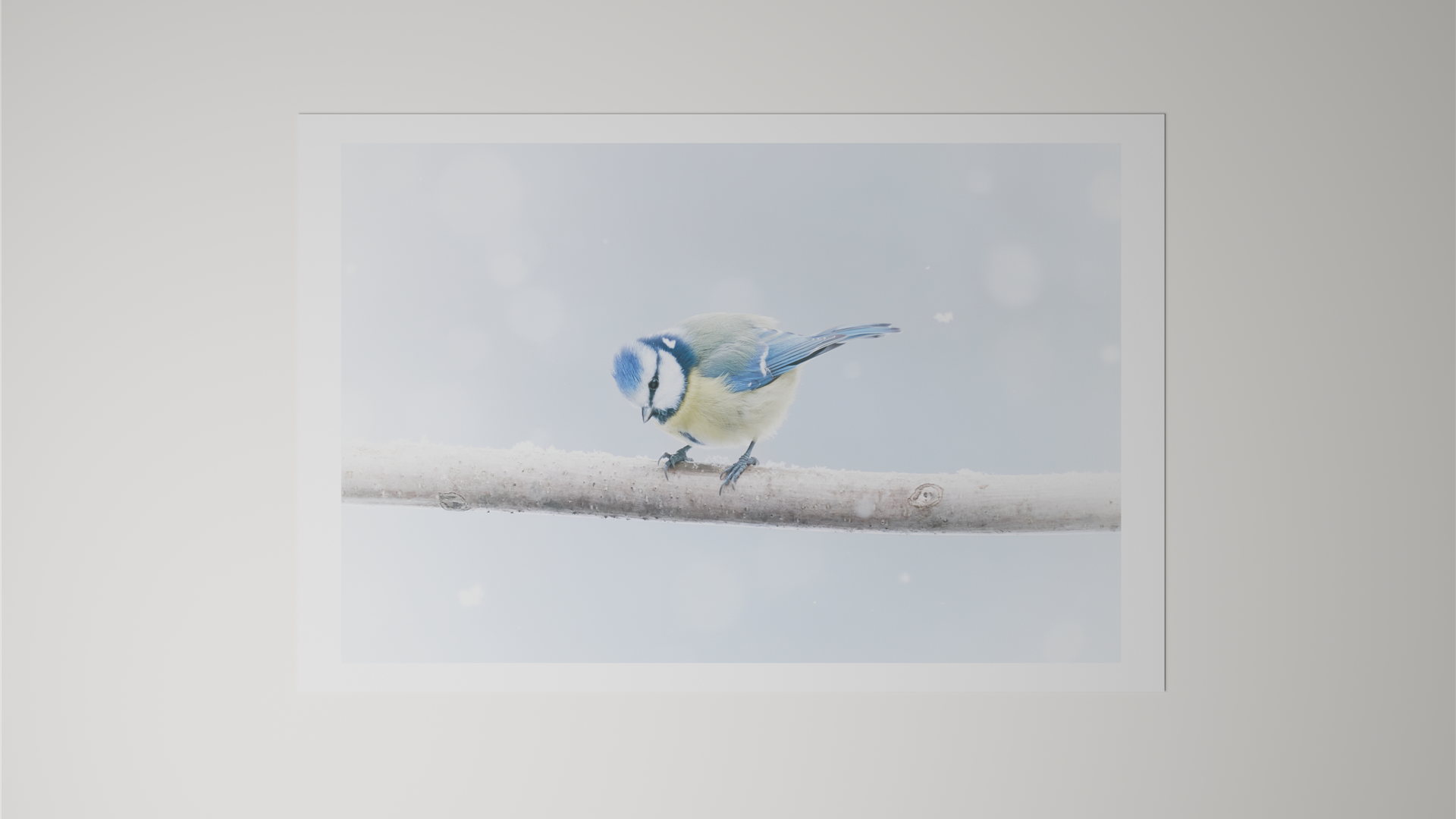 Blaumeise auf FineArt Papier