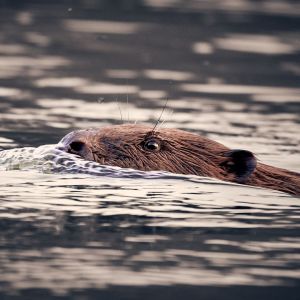 Porträt eines schwimmenden Bibers für Testimonials
