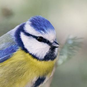 Porträt einer Blaumeise für Testimonials