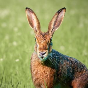 Porträt eines Feldhasen für Testimonials