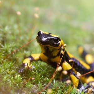Porträt eines Feuersalamanders für Testimonials
