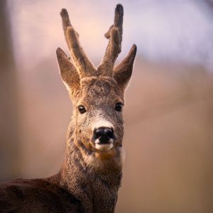Porträt eines Rehbocks für Testimonials